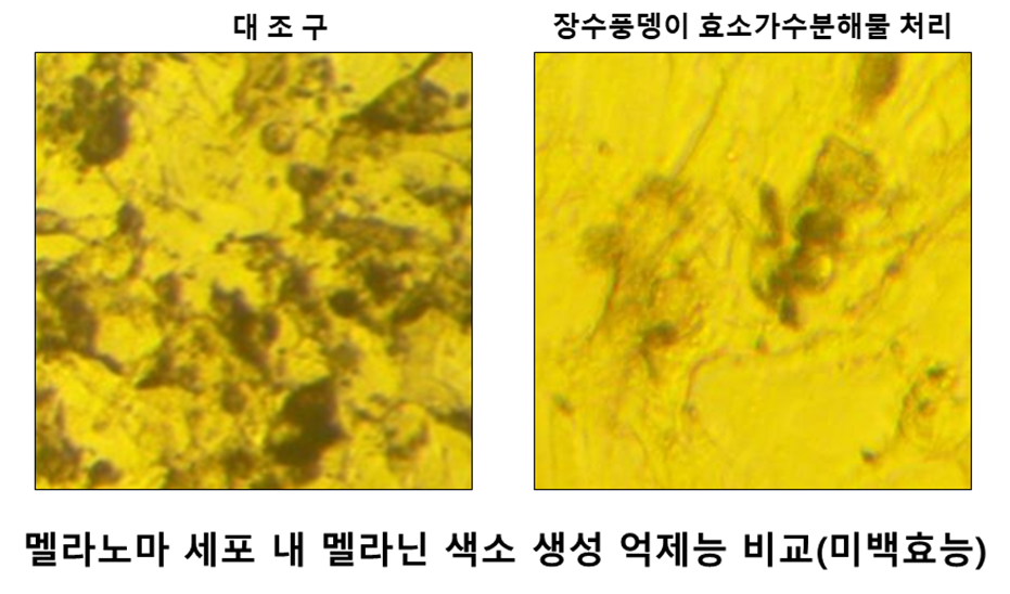 경남농기원, 식용곤충 미백 화장품 제조기술 특허 등록