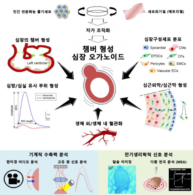 건국대학교-클리셀 연구팀, ‘심장 오가노이드’ 개발