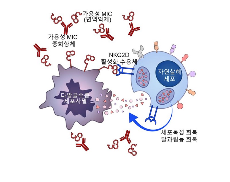 MIC 단백질 중화 처리하면 항암효과 향상