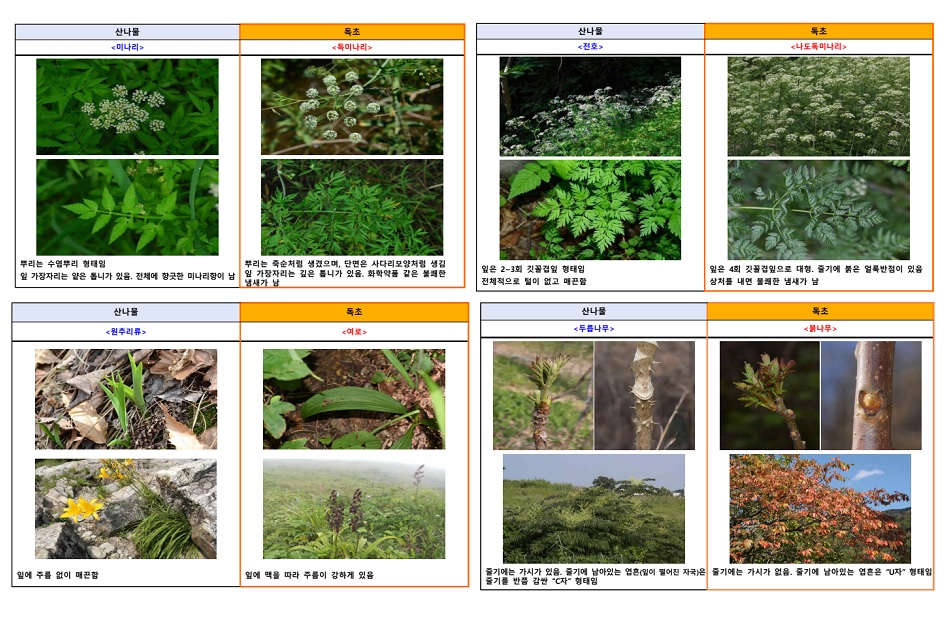 “내가 캔 나물, 독초일 수 있다”